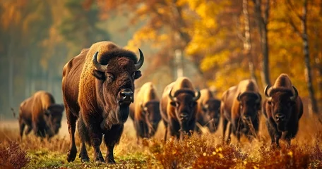 Foto op Plexiglas Bison Herd Amid Vibrant Autumn Foliage © TOTO