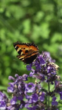A Black And Orange Butterfly On A Purple Flower In A Park On A Summer Day. Close Up. Vertical