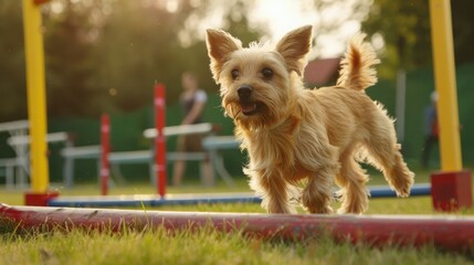Dog puppy agility training.  - obrazy, fototapety, plakaty
