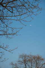 branches against blue sky