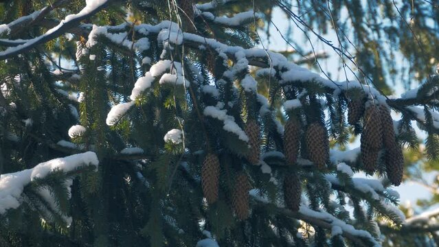 Sugar Pine Cones Hanging on a Snow Covered Pine Tree.