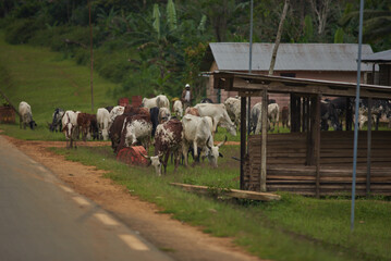 Cows besides a road in Central Africa