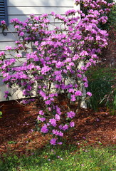 Pink Azalea