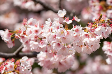 Pink cherry blossom(Cherry blossom, Japanese flowering cherry) on the Sakura tree. Sakura flowers...