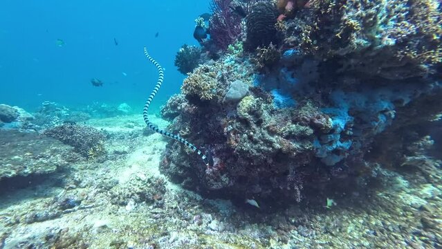 A sea snake swims among a coral reef. A sea krait swims among corals underwater and floats to the surface.