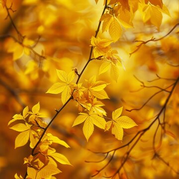 A tree branch with yellow leaves is the main focus of the image
