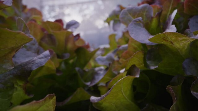 Footage close up of hydroponics planting salad red oak lettuce in vegetable plot bed in greenhouse. 