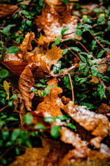 brown golden leaves in autumn with frost in green grass