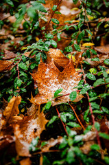brown golden leaves in autumn with frost in green grass