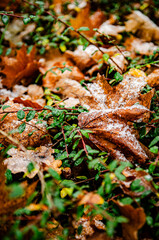 brown golden leaves in autumn with frost in green grass