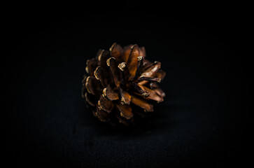 brown pine cone in black background