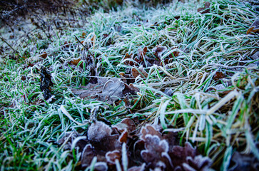 frost on green grass with pine cones during winter solstice