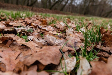 autumn gold brown fallen leaves on the grass in the park