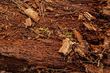 brown wood nature texture