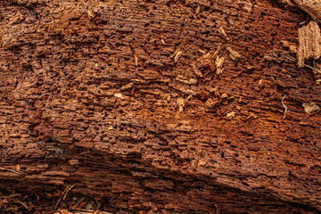 close-up of an old rotten tree with holes from bark beetles texture