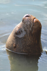 a Patagonian sea lion on the coast of Chile