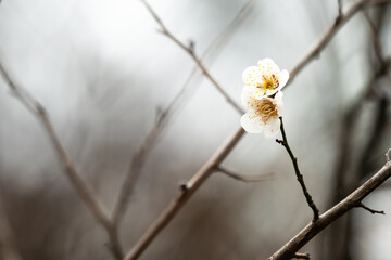 Lonely white blooming plum blossom on a tree, rainy day rainy blurry background