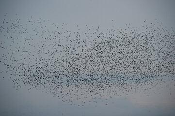 Starlings (Sturnus vulgaris). In flight, Platamona pond, Sorso, Sassari. SS, Sardinia. Italy
