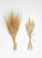 Ears of wheat and rye on a white background. Top view