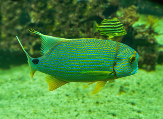 Blue-lined seabream or sailfin snapper (Symphorichthys spilurus) is a marine fish native to coral reefs of Indo-Pacific Ocean.