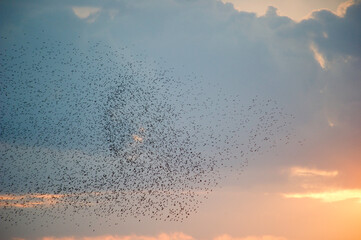 Starlings (Sturnus vulgaris). In flight, Platamona pond, Sorso, Sassari. SS, Sardinia. Italy