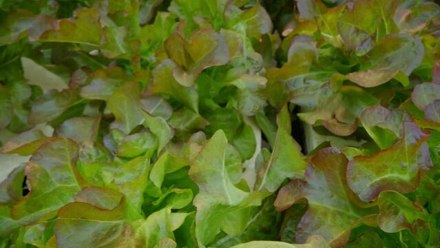 Close up of hydroponics planting salad green oak lettuce in vegetable plot 