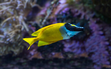 Fototapeta na wymiar The foxface rabbitfish (Siganus vulpinus)a species of fish found at reefs and lagoons in the tropical Western Pacific