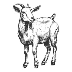 Hand-drawn vector monochrome illustration of a goat isolated.