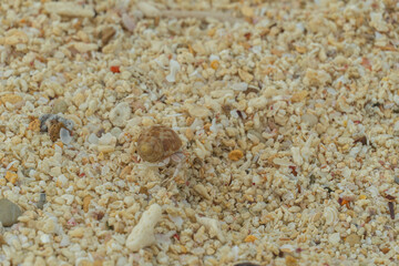 A hermit crab walks into the sea on a sandy beach and coral reefs on an island in Thailand.