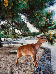 Fawn Going Around In Tokyo 