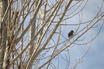 gorrión autóctono de la provincia de Córdoba.
