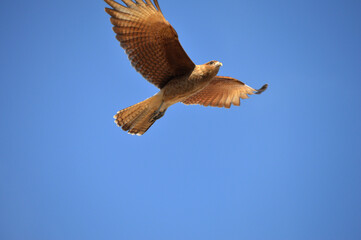 chimango volando por los cielos del pueblo.