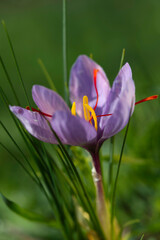 purple crocus flowers, Saffron cultivation, Crocus sativus. Olmedo. SS. Sardinia, Italy
