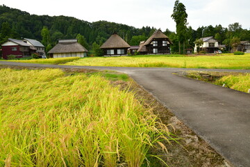高柳荻ノ島かやぶき環状集落（新潟県）