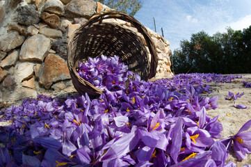 purple crocus flowers, Saffron cultivation, Crocus sativus. Olmedo. SS. Sardinia, Italy