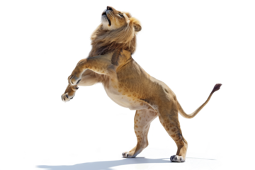 Majestic lion rearing up, front paws suspended isolate on transparent background, cutout, png
