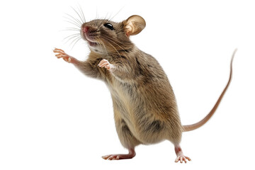 A mouse, standing on hind legs, gesturing with front paws isolated on white background - obrazy, fototapety, plakaty