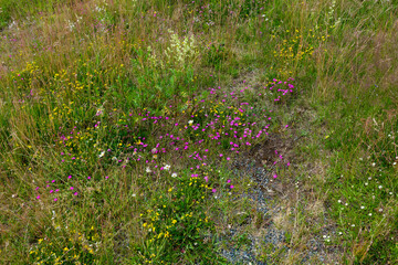 Vegetation auf Trockenrasen