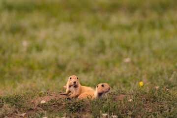 Prairie Dogs Theodore Roosevelt National Park