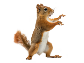 Squirrel standing upright, showcasing its brown fur and bushy tail isolate on transparent background, cutout, png