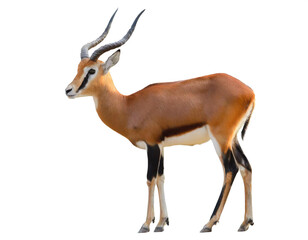 Antilope auf vier beinen isoliert auf weißen Hintergrund, Freisteller