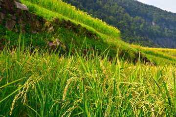 結東の石垣田（新潟県）
