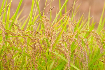 稲穂（新潟県）