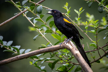 The black winged yellow bird perched on a tree . Specie Icterus pyrrhopterus also know Encontro. Birdwatching. Animal World. Bird lover. Black bird.