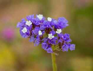 Obraz premium blue and purple flowers