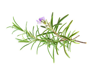 Rosemary isolated on white background