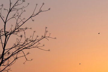 夕焼けの空に早春の新芽が描く風景