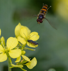bee on yellow flower