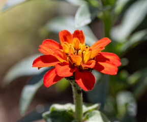 orange flower in the garden