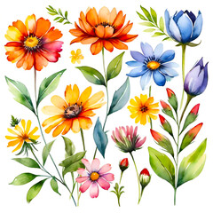 Obraz premium Summer’s Symphony: A Watercolor Floral Ensemble. This image showcases a vibrant collection of summer flowers, painted with watercolor on a pristine white background. 